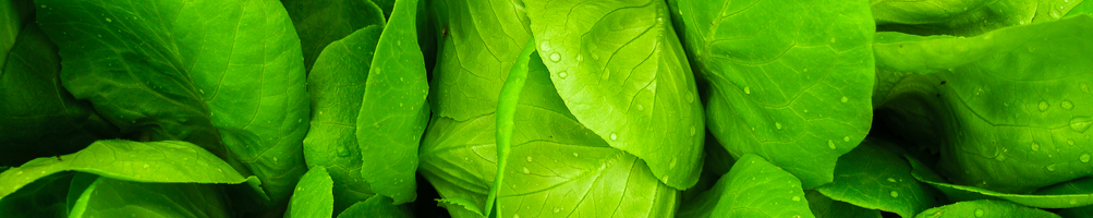 Asciuga Verdure Industriali | Asciuga Verdure Elettriche